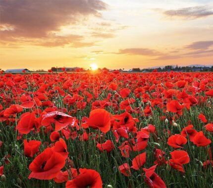 Red Flanders Poppy Seeds for Planting - 50,000+ Fresh Flower Seeds - Grown in The USA - Spring Blooming Wildflower